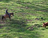 barrel-racing-quarter-horse