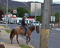 beginner-quarter-horse