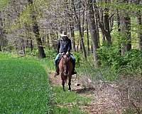 calf-roping-quarter-horse