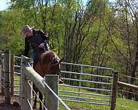flashy-quarter-horse