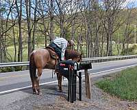 husband-safe-quarter-horse