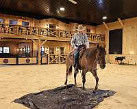 kid-safe-quarter-horse