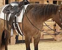 performance-quarter-horse