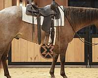 ranch-quarter-horse