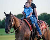 western-riding-quarter-horse