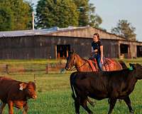 trail-quarter-horse
