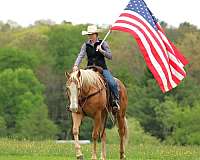 barrel-quarter-horse