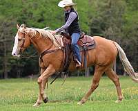 athletic-quarter-horse