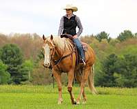flashy-quarter-horse