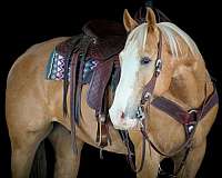 husband-safe-quarter-horse