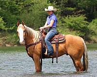 performance-quarter-horse