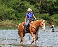 ranch-quarter-horse
