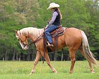 ranch-versatility-quarter-horse
