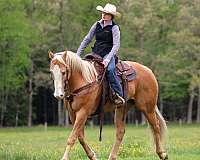 roping-quarter-horse