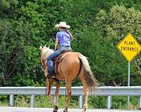show-quarter-horse