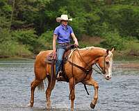 trail-quarter-horse