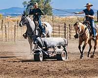 cross-draft-horse