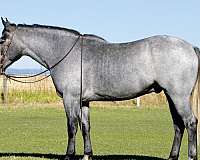 draft-horse