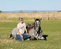 athletic-draft-horse