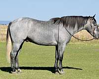 flashy-draft-horse
