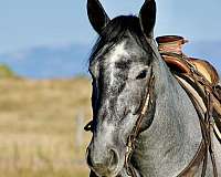 husband-safe-draft-horse