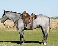 jumping-draft-horse