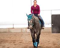 hunter-jumper-draft-horse