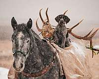 ranch-draft-horse