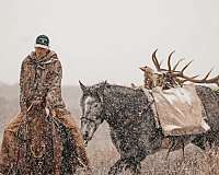 performance-draft-horse