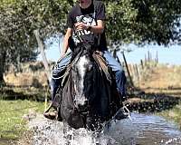ridden-english-draft-horse