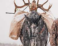 ranch-versatility-draft-horse