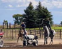 ridden-western-draft-horse