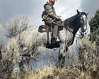 roping-draft-horse