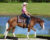 athletic-quarter-horse