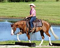 breeding-quarter-horse