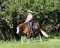 flashy-quarter-horse