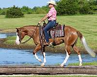 performance-quarter-horse