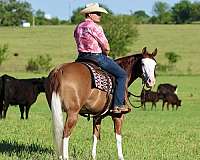 ranch-versatility-quarter-horse