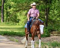 reining-quarter-horse