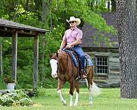 roping-quarter-horse