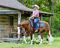 show-quarter-horse
