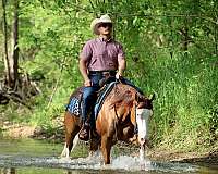 trail-quarter-horse
