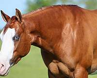 trail-riding-quarter-horse