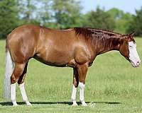 western-riding-quarter-horse