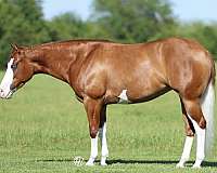 working-cattle-quarter-horse