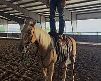 beginner-quarter-horse
