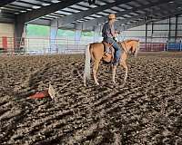 athletic-quarter-horse