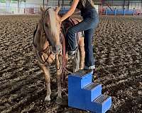 flashy-quarter-horse