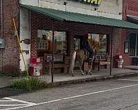 husband-safe-quarter-horse