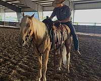 kid-safe-quarter-horse